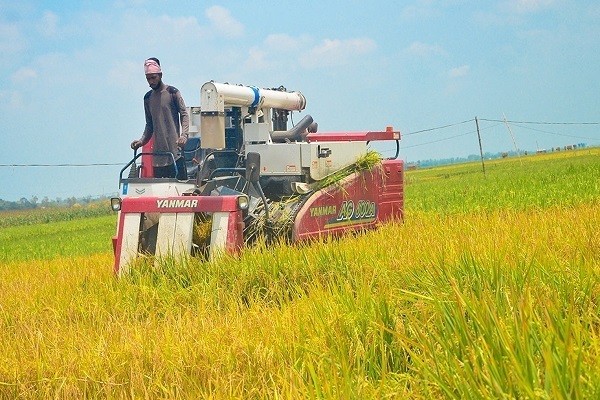 প্রণোদনা পেয়ে উপকৃত হলেন নাটোরের সাড়ে ২২ হাজার কৃষক
