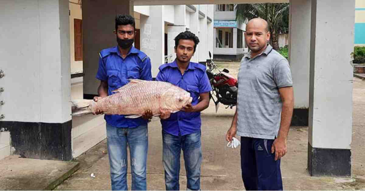 হালদায় ১৭ কেজি ওজনের মরা মা মাছ উদ্ধার