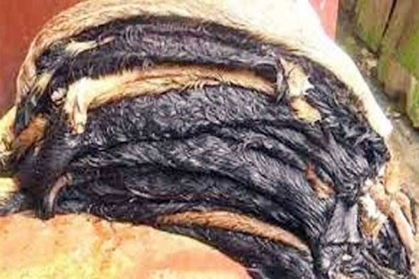 চামড়া ফ্রি!