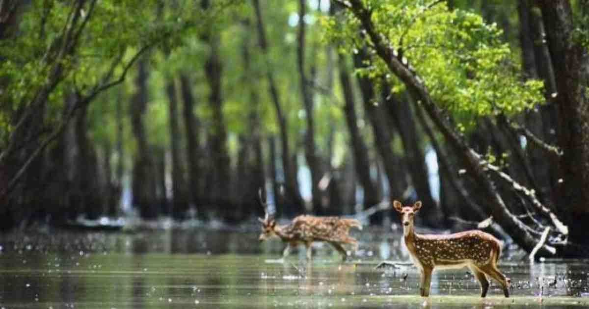 করোনায় সুন্দরবন পর্যটন শিল্পে ধস