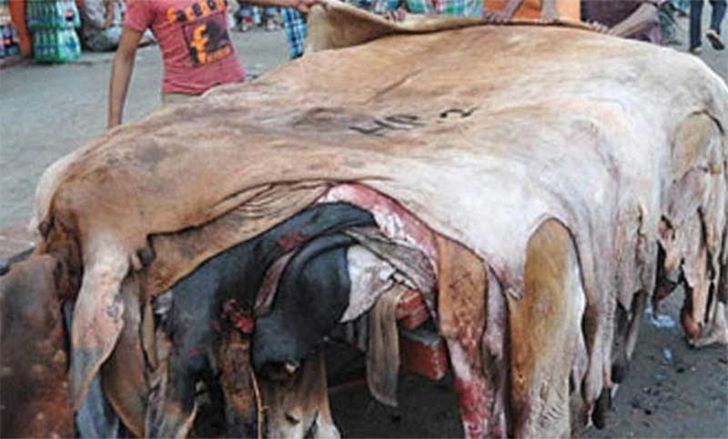 মাটিতে পুঁতে ফেলা হচ্ছে কোরবানির চামড়া