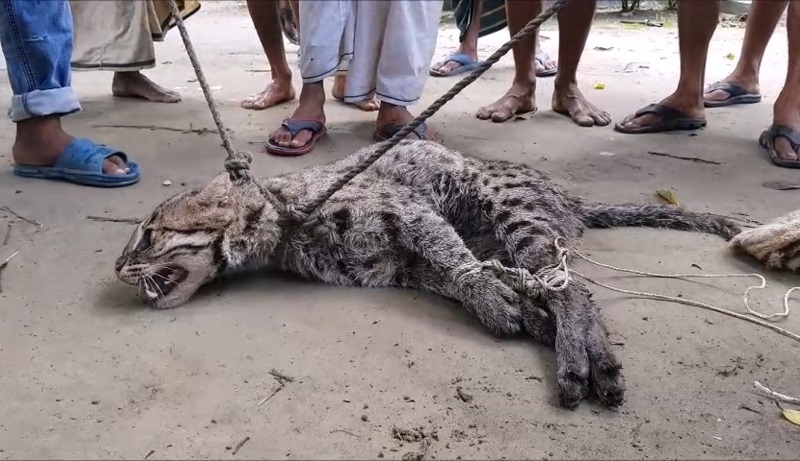 ‘আমরা অনেক কষ্ট করে বাঘটি ধরেছি’