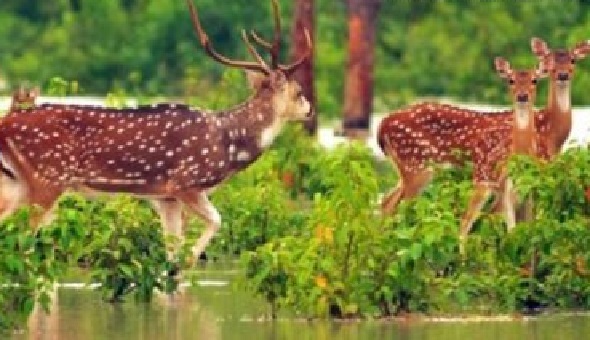 মাদি হরিণের সঙ্গে সম্পর্ক স্থাপন নিয়ে দুই পুরুষ হরিণের মারামারি, তারপর যা হলো…