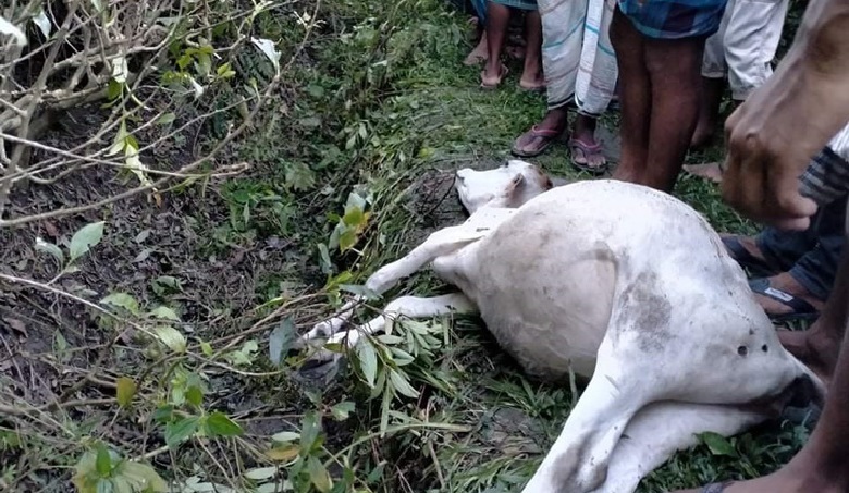 গরু ছিনিয়ে নিলো চিতাবাঘ, অল্পের জন্য প্রাণে বাঁচলেন কৃষক