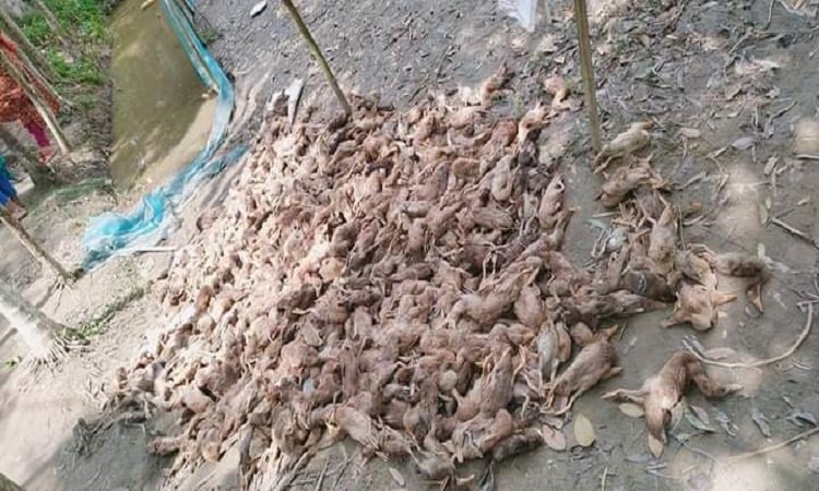 হাঁসের সাথে শত্রুতা, বিষ দিয়ে ১১শ হাঁস নিধন