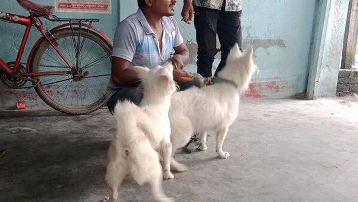 থানায় রাখা হচ্ছে বিদেশি কুকুর দুটি