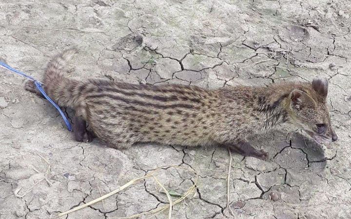 লোকালয়ে মেছোবাঘ অবমুক্ত করা হলো কবরস্থানে