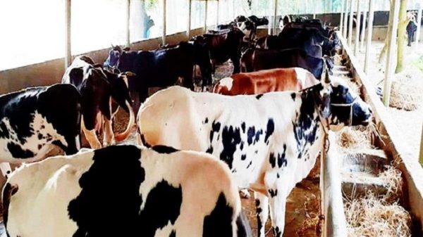 ৭ টি গাভী দিয়ে শুরু করে এখন ৬০টি, মাসে আয় ৬ লক্ষ টাকা!