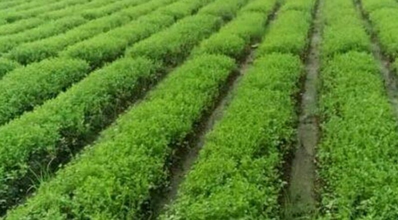 কুমিল্লার বরুড়ায় ধনে পাতা চাষে সাফল্য