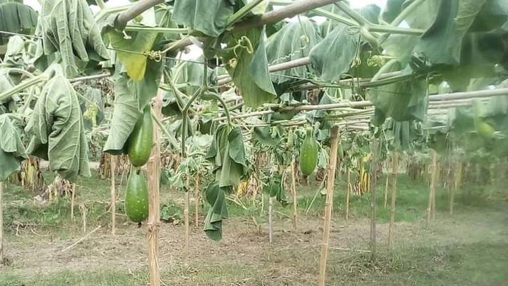 বর্গাচাষির মাথায় হাত, লাউগাছের সঙ্গে এ কেমন শত্রুতা