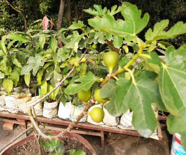 বিদ্যালয়ের ছাদ বাগান কেড়েছে সবার দৃষ্টি