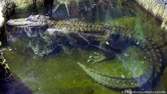 এবার মিউজিয়ামে জায়গা পেল ‘হিটলারের কুমির’