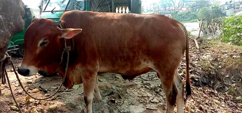 প্রাইভেটকারে করে ভদ্রবেশে গরুচুরি!