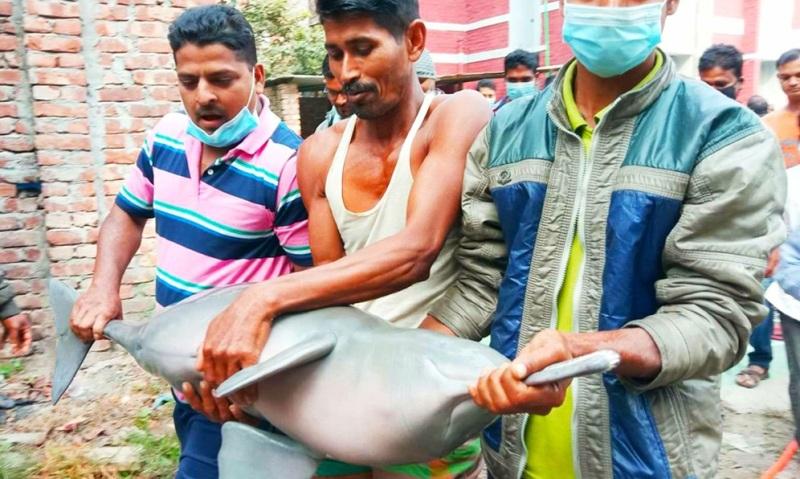 বড়শি দিয়ে ডলফিন শিকার করে বিপদে তিন ব্যক্তি