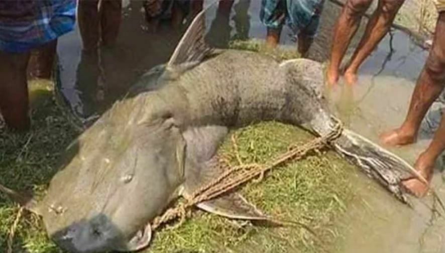 এক বাঘাইড় মাছেই ভাগ্য ফিরলো জেলের