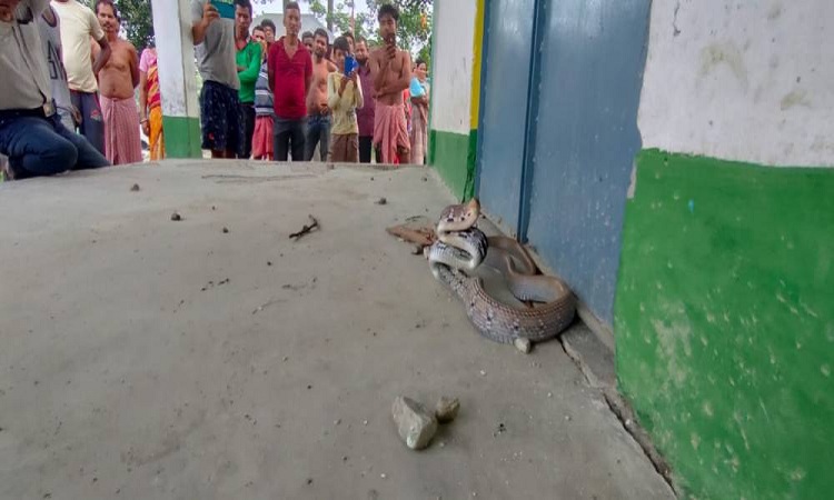 ভারতের জলপাইগুড়িতে স্কুলে মিললো ‘পঙ্খীরাজ সাপ’