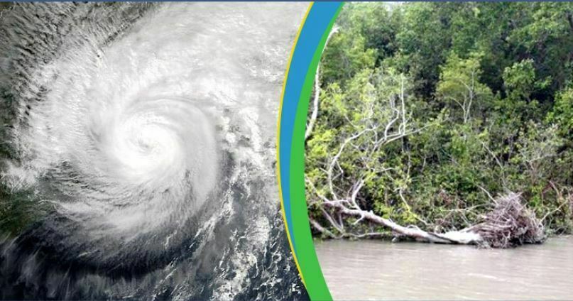 এবারও সুরক্ষা প্রাচীর হয়ে দাঁড়াতে পারে সুন্দরবন