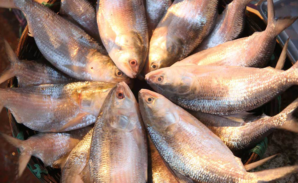 ভারতে যাচ্ছে ২০০০ টন ইলিশ