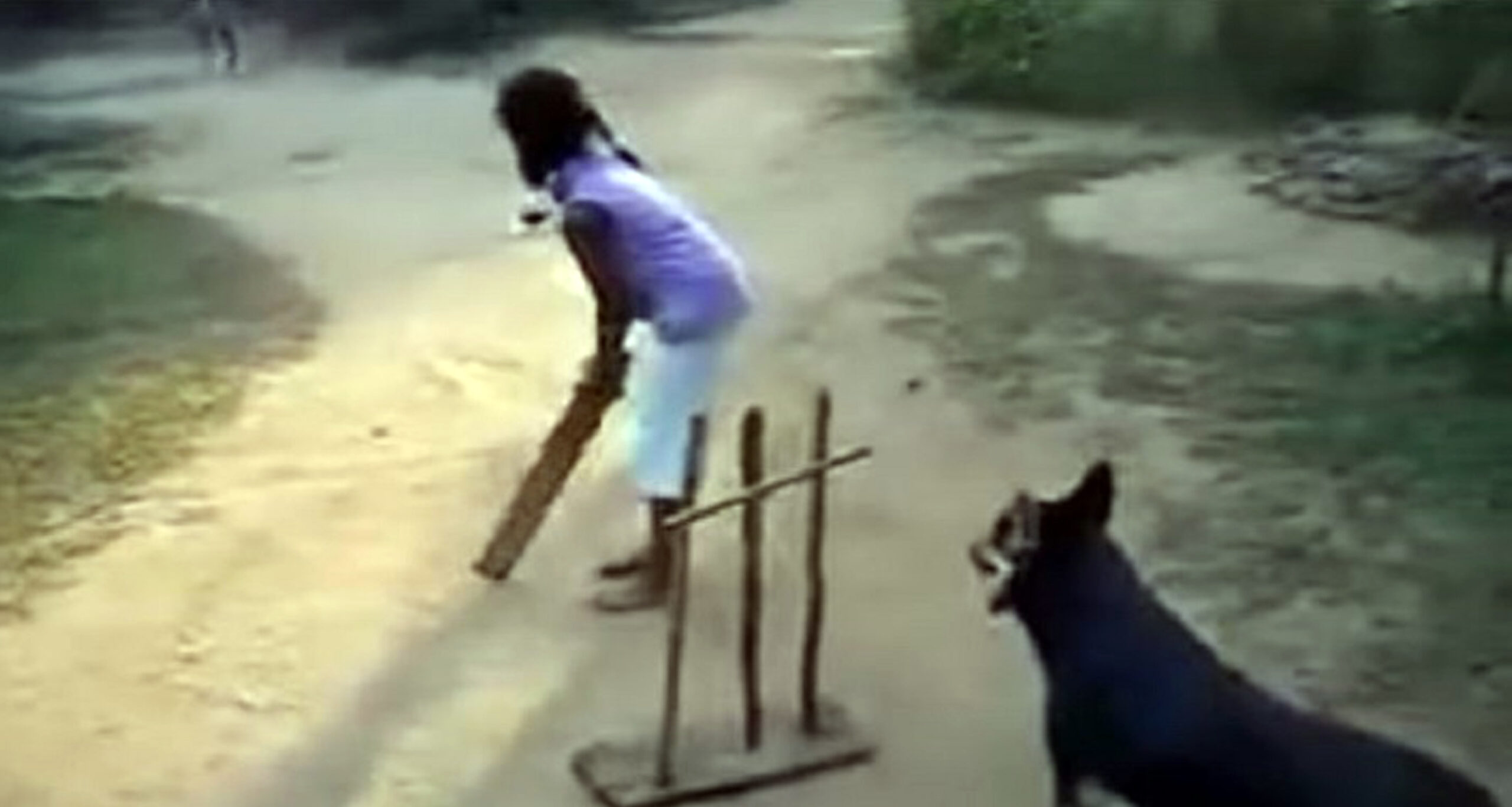 কুকুর খেলছে ক্রিকেট