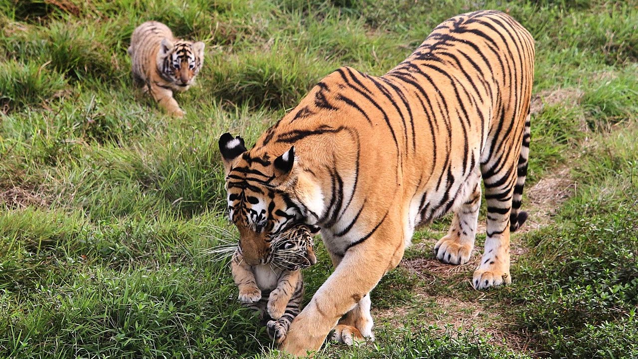 বাঘের রহস্যজনক মৃত্যু