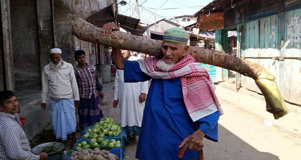 লম্বা কচু