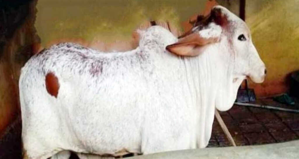 ৩ মাসের গরুর বাছুরের