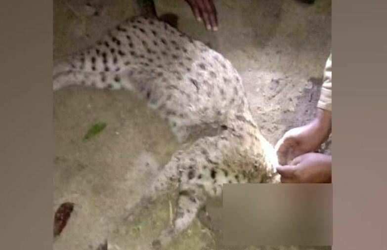 শেয়ালের সঙ্গে মারামারির সময় প্রাণ গেল বাঘের!