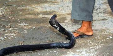 বিষধর সাপ