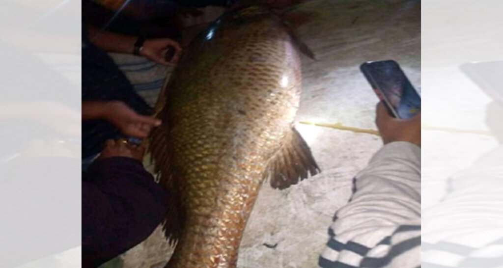 মাছের দাম