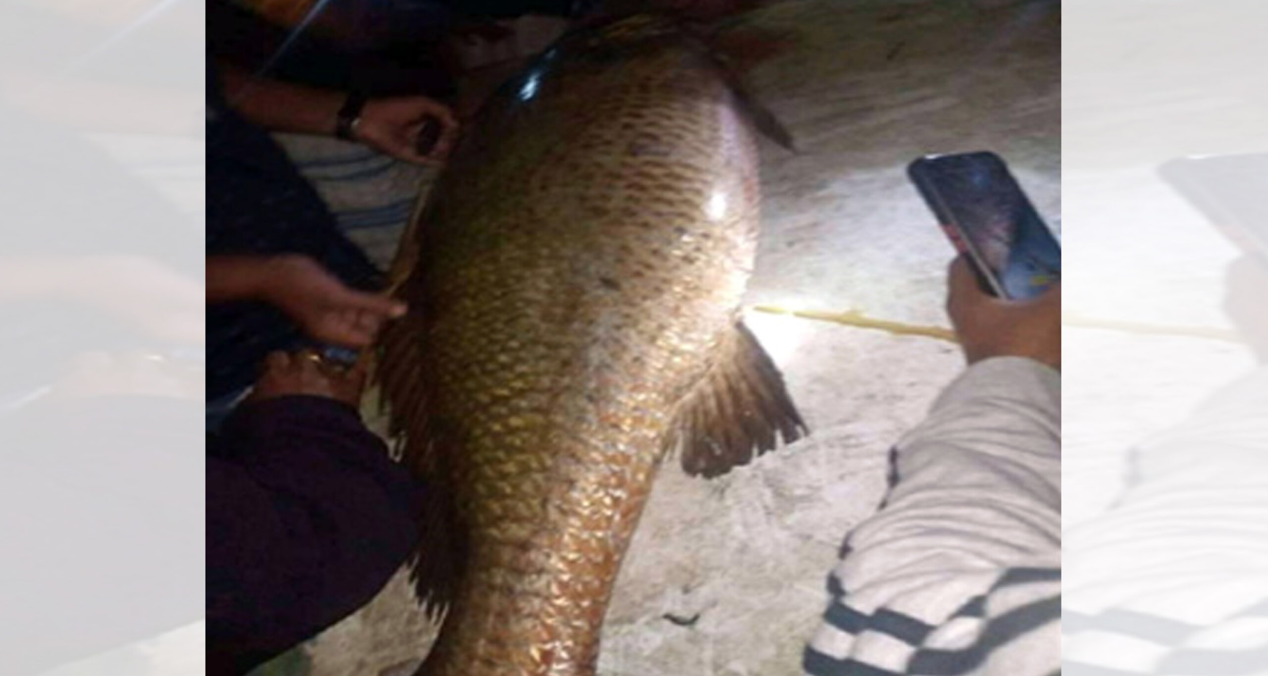 মাছের দাম