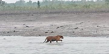 লোকালয়ে ঢুকে পড়া বাঘকে