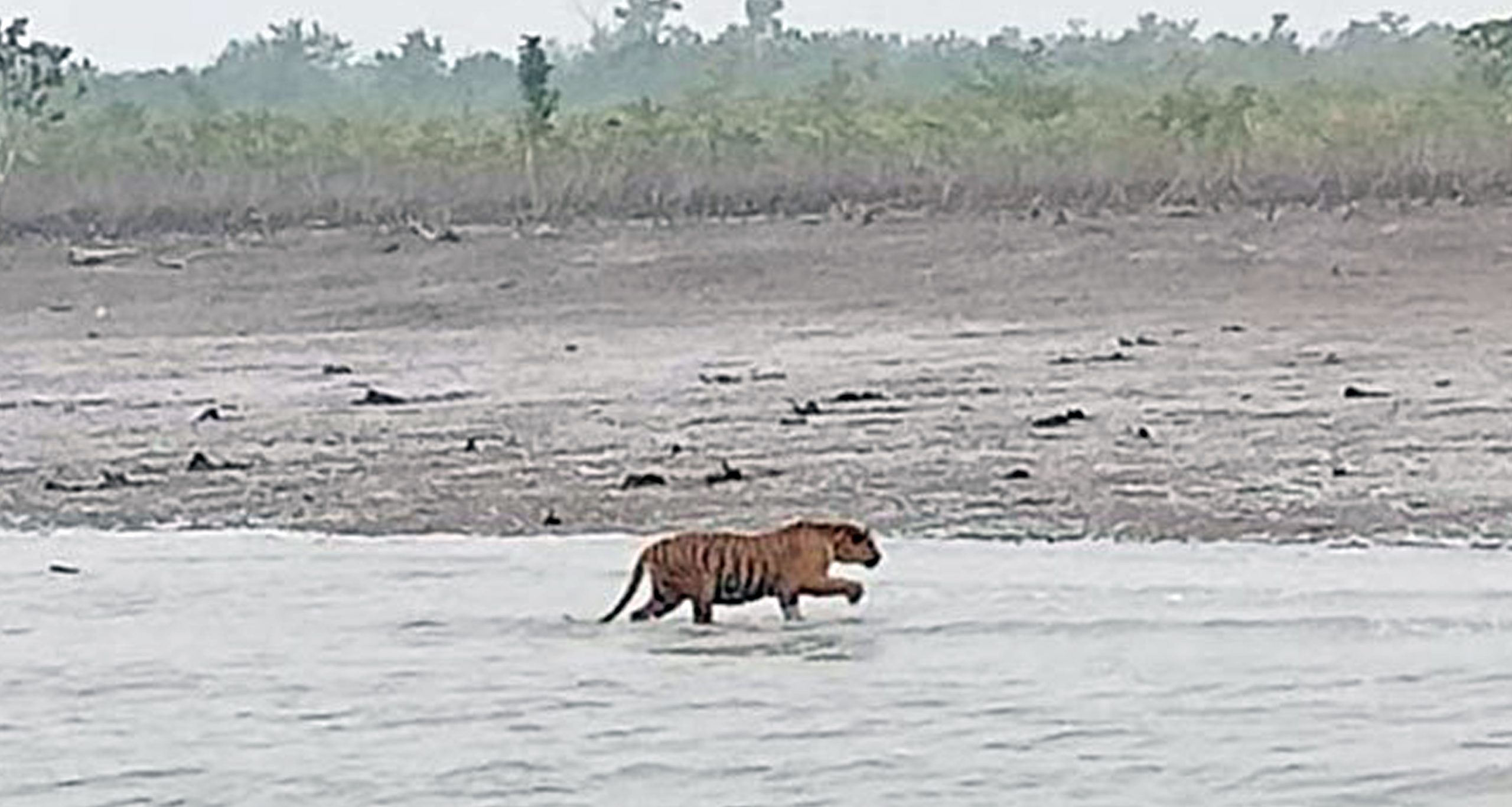 লোকালয়ে ঢুকে পড়া বাঘকে