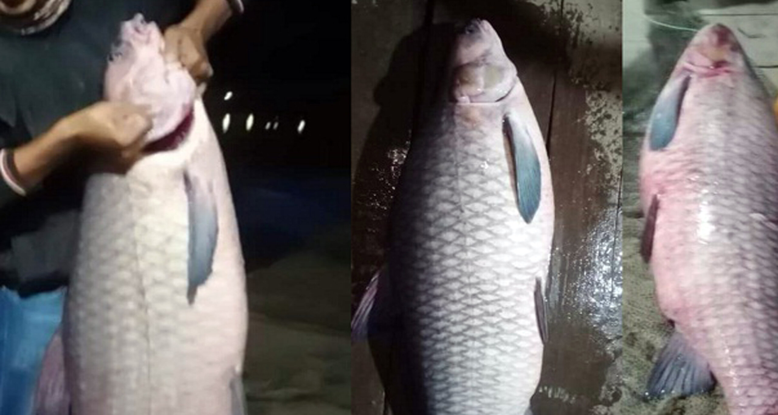 ৫০ কেজি ওজনের মাছ