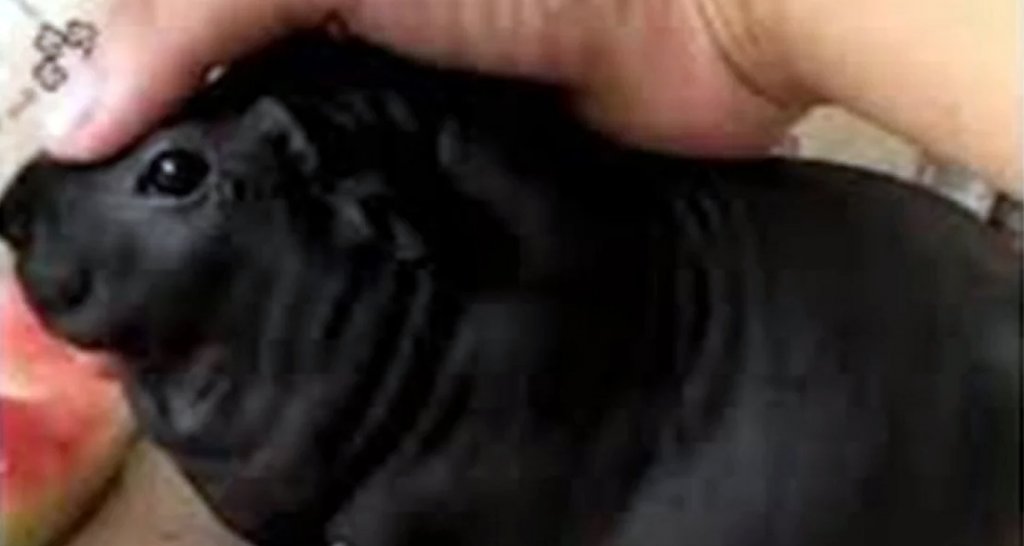 কুকুর ভেবে বিশাল বড় এক ইঁদুর বাড়িতে আনলেন যুবক ইঁদুর