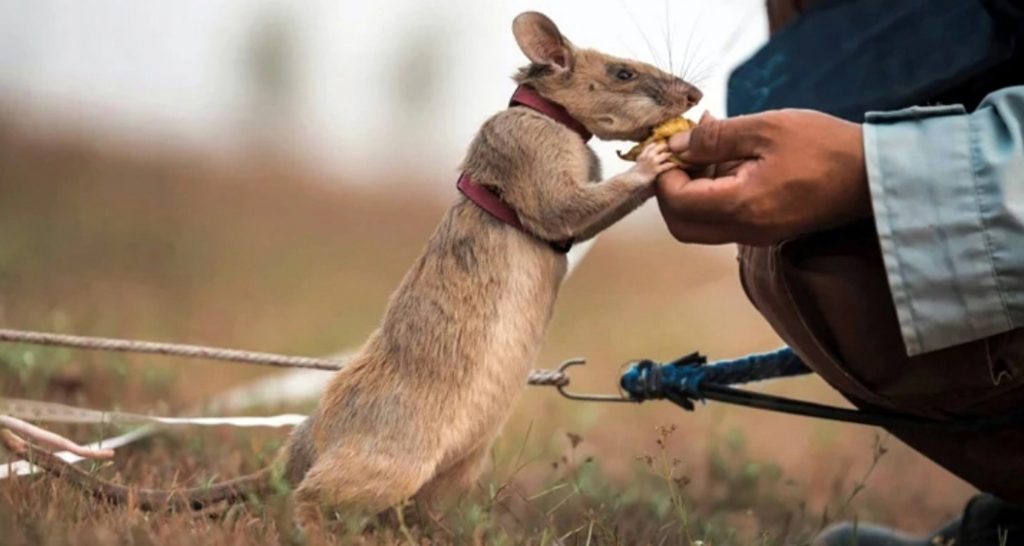 আর নেই অসংখ্য মানুষের প্রাণ বাঁচানো সেই ইঁদুরটি ইঁদুরটি