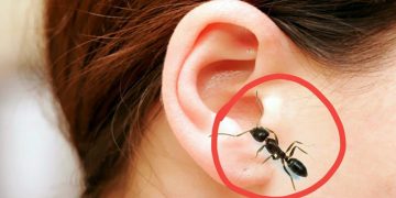 কানের ভেতরে কিছু ঢুকলে