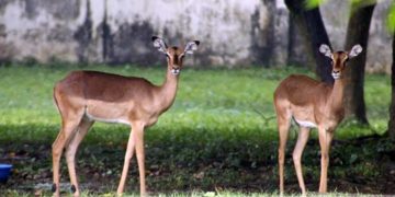 কোটি টাকার হরিণ