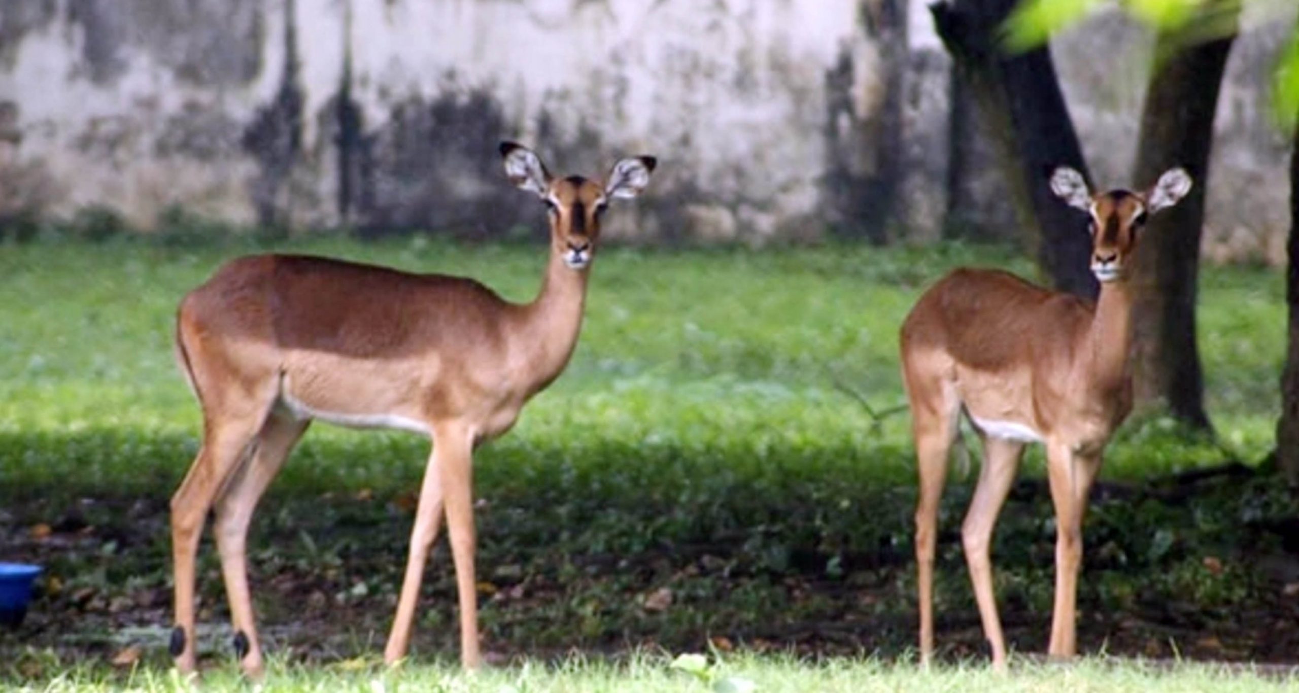 কোটি টাকার হরিণ