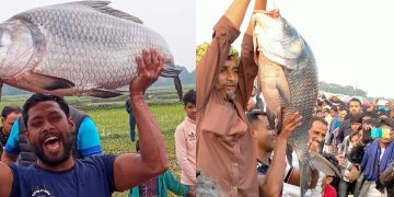মাছ