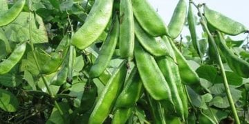 শিম