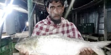 ইলিশের দাম