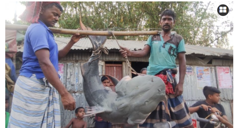 ৭৫ কেজি ওজনের একটি বাগাড় বিক্রি হলো লাখ টাকায় 