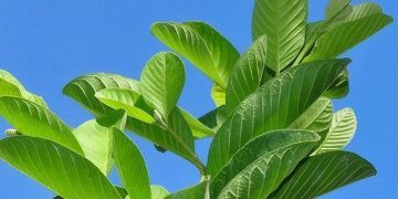 পেয়ারা পাতা