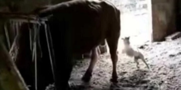 গরুর পেছনে খোঁচাখুঁচি