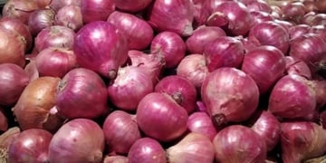 পেঁয়াজের