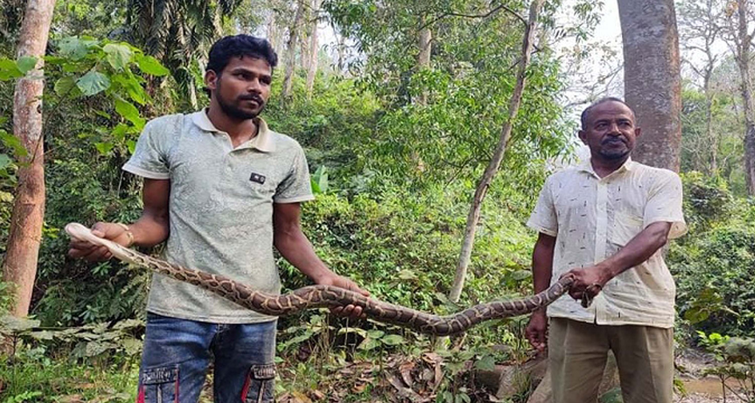 অজগরটি ঘরে লাকড়ির মধ্যে লুকিয়ে ছিল অজগর