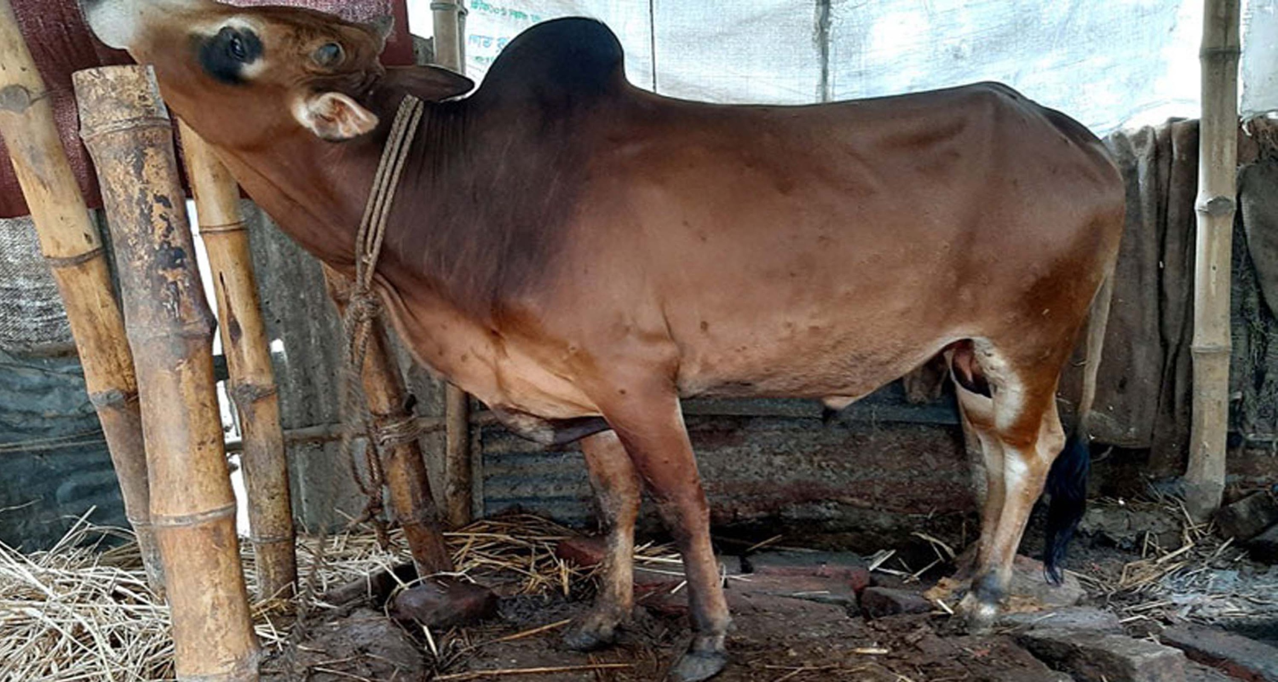 গরু চুরি করতে গিয়ে প্রাণ গেল ডাকাতের গরু চুরি