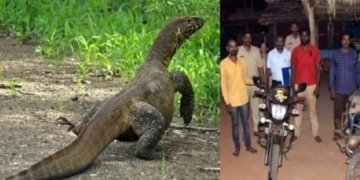 গুই সাপ