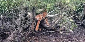 বাঘ