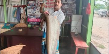 বোয়াল